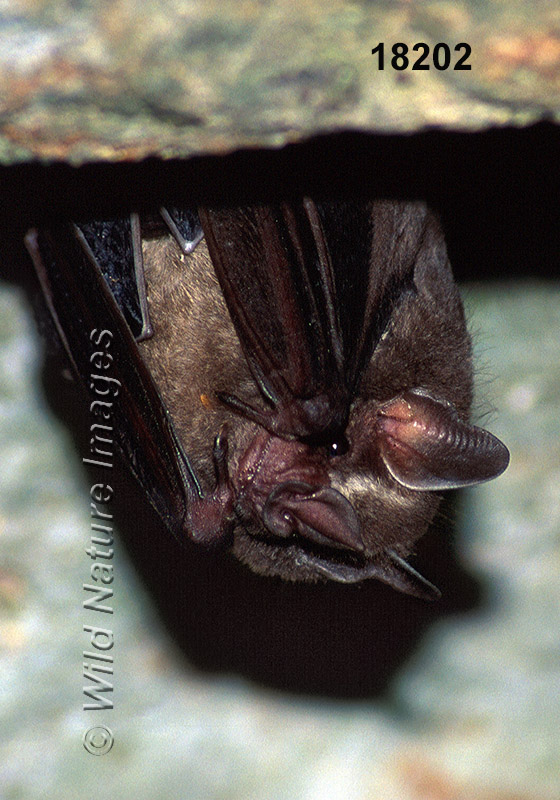 Aztec Fruit-eating Bat (Artibeus aztecus)